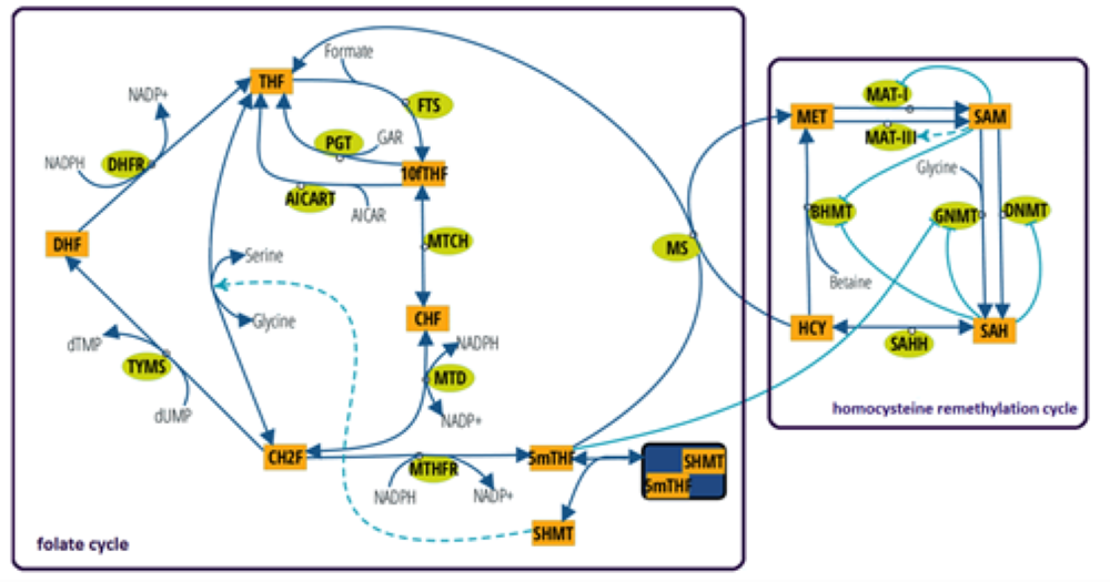 one-carbon metabolism_ok