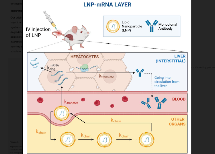 Graphical explanation of the LNP-mRNA layer described by the paper